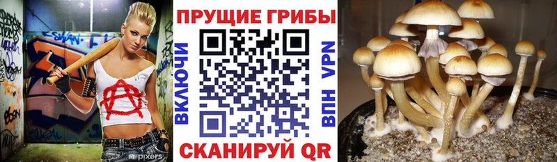 блэк спрут ТОР  Чаплыгин  Псилоцибиновые грибы мицелий 